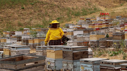 Devlet destekli arıcılığa başlayan 6 çocuk annesi, birçok şehre bal satıyor Devlet destekli arıcılığa başlayan 6 çocuk annesi, birçok şehre bal satıyor