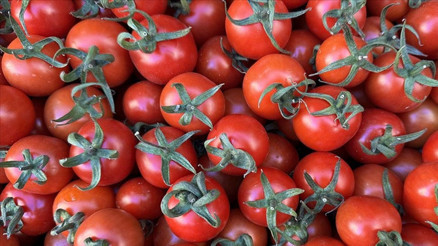 Patatesin atası domates çıktı Patatesin atası domates çıktı