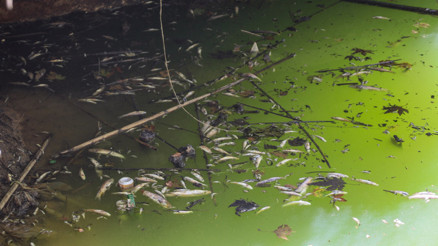 Antalyada derede kirlilik ve su seviyesinin düşmesiyle yüzlerce balık öldü