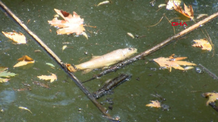 Su seviyesi düşen deredeki endemik yüzlerce balık öldü