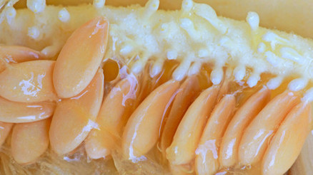 Bu sarı lezzetler şifa dağıtıyor İşte sağlık deposu 6 sarı besin Bu sarı lezzetler şifa dağıtıyor İşte sağlık deposu 6 sarı besin