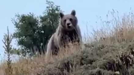 Erzurum’da bir çoban, ayıyı bağırarak korkuttu: O anlar kamerada