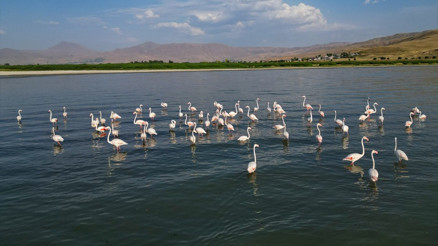 Flamingolar Van Gölüne renk katıyor