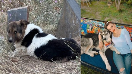 Vefat eden sahibinin mezarı başından ayrılmayan köpek, Ceylan Ertem tarafından sahiplendi
