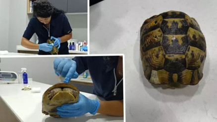 Yangında kurtarılan kaplumbağa, travma nedeniyle kafasını kabuğundan çıkarmıyor