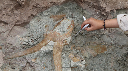 Çinde yeni bir dinozor türü keşfedildi