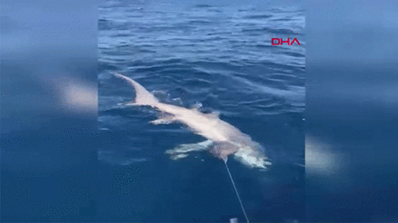 Çanakkalede görüldü Balıkçıların oltasına 6 metrelik köpek balığı takıldı