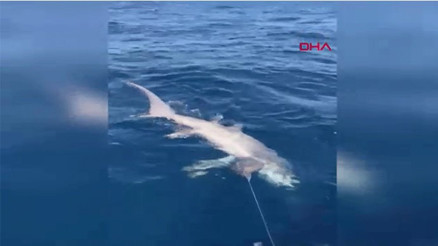 Çanakkale’de balıkçıların oltasına 6 metrelik köpek balığı takıldı