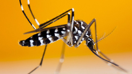 Nedir bu Chikungunya virüsü Çin’de vaka sayısı 7 bin 700’ü aştı Nedir bu Chikungunya virüsü Çin’de vaka sayısı 7 bin 700’ü aştı