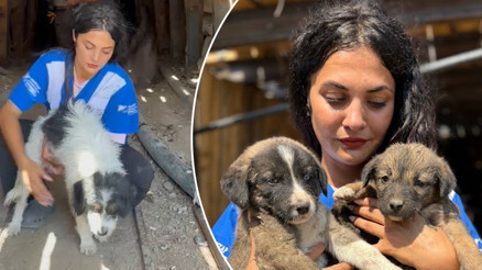 Bursadaki orman yangınında kaçıp 7 yavrusuyla maden ocağına sığınmış