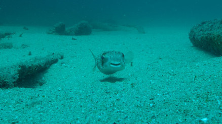 Denizlerimizi istila ediyor, sığ sularda yüzüyorlar Balon balığına dokunmak dahi ölümle sonuçlanabiliyor… Yüzen insanlara saldırıyorlar mı 6 SORU 6 YANIT Denizlerimizi istila ediyor, sığ sularda yüzüyorlar Balon balığına dokunmak dahi ölümle sonuçlanabiliyor… Yüzen insanlara saldırıyorlar mı 6 SORU 6 YANIT