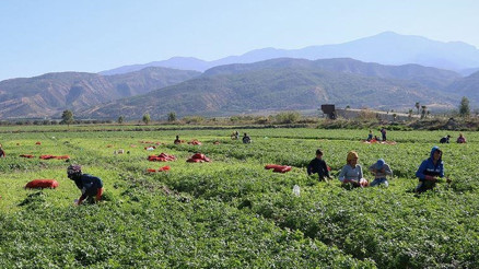 DMMden mevsimlik tarım işçilerine sağlanan desteklere ilişkin açıklama