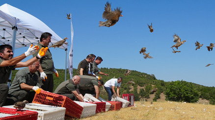Mücadele sürüyor Son zamanlarda artan tehlikeye karşı doğaya salınıyorlar... Sayı 1 milyona yaklaştı
