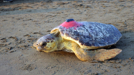 Caretta caretta ‘Tuba’ ikinci dünya turuna salındı Caretta caretta ‘Tuba’ ikinci dünya turuna salındı
