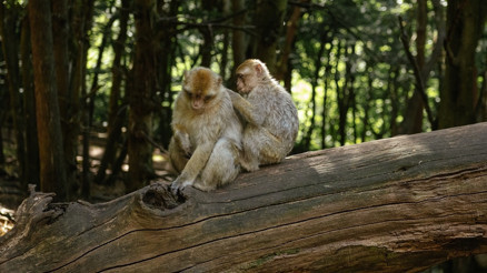 Maymun Dağı’nda doğayla baş başa