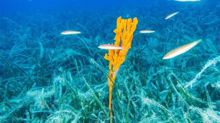 Bakan Kurum: Pina ve deniz çayırları Marmaraya nefes oluyor