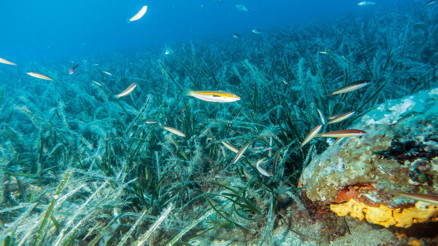 PİNA’nın müsilajla savaşı