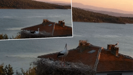 Köy sakinlerinin dikkatini çekti: Yaren leylek depremi önceden hissetti... O anlar kameraya yansıdı