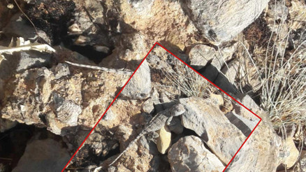 Tunceli’nin Çemişgezek ilçesinde görüldü Kırmızı listede yer alıyor: Yıllardır dağlardayım ilk kez gördüm