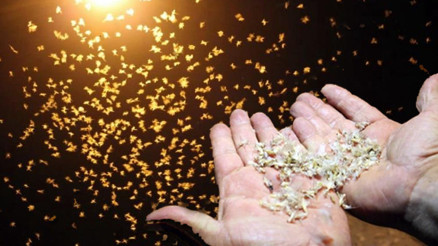 Bir ilimizde kar yağıyor sanıldı ama gerçek bambaşka çıktı: Ölüm dansı gerçekleşti