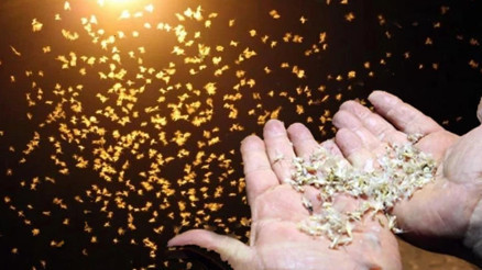 Bir ilimizde kar yağıyor sanıldı ama gerçek bambaşka çıktı: Ölüm dansı gerçekleşti