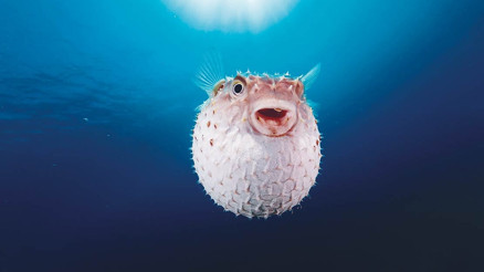 İstilacı balon Akdeniz’in yerlisi oldu