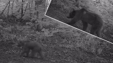 Anne bozayı ile yavruları fotokapanla görüntülendi