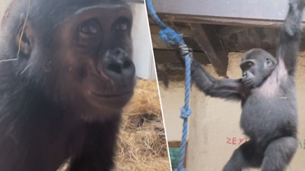 Yavru goril Zeytin Nijerya’ya iade edilecek