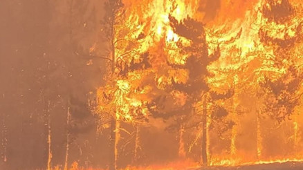 Bolu’da orman yangınına neden olan 1 şüpheli tutuklandı