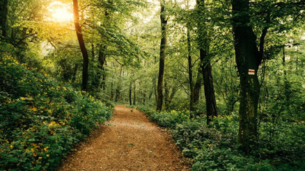 Doğayla iç içe hafta sonu keyfi: İstanbul’a yakın yürüyüş rotaları