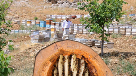 Boş bir ağaç kütüğünde üretiyor Bu aslında ata dede yöntemidir