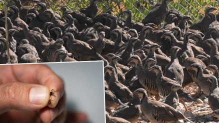 Keklikler keneleri yemiyor mu Dikkat çeken açıklama: Safsata