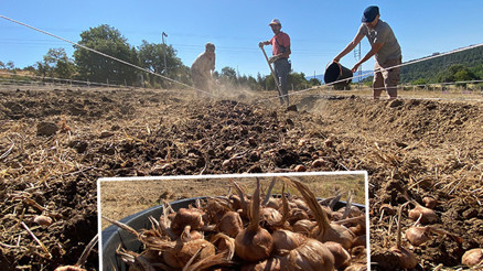 Kilosu 450 bin liradan satılıyor Safranbolu ilçesinde ekimi başlandı