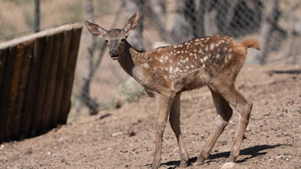 Hoş Geldin ‘Benek’