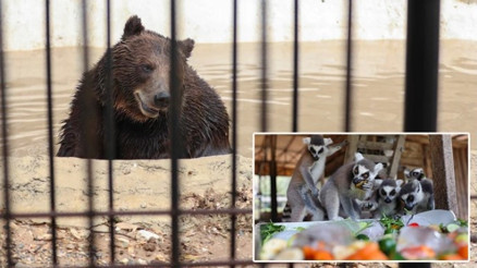 Tarsus Doğa Parkı’nda sıcaktan etkilenen hayvanlara buzlu meyve