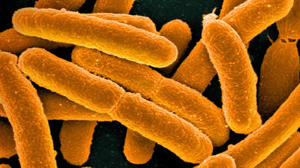 Bilim insanları “daha sade” genetik koda sahip yapay bakteri üretti