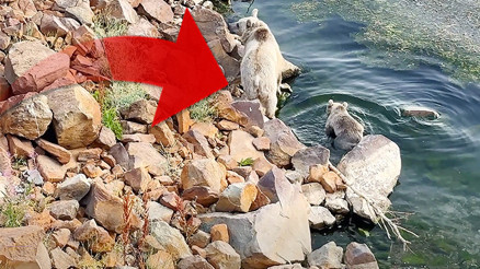 İnsanlarla karşılaşması çok riskli | Yoğunlukları artıyor: Bitliste suda yüzerken görüntülendiler İnsanlarla karşılaşması çok riskli | Yoğunlukları artıyor: Bitliste suda yüzerken görüntülendiler