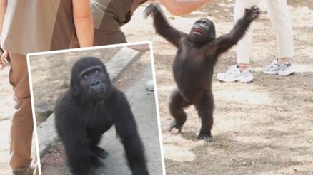 Yavru goril Zeytin Nijerya yolcusu