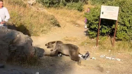 Kucağında bebekle ayı saldırısına uğradı