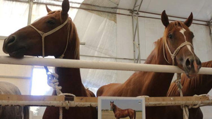 TİGEM, 58 tayın satışından 25 milyon 225 bin lira gelir elde etti