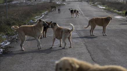 İstanbul Valiliği’nden belediyelere sokak köpeği uyarısı