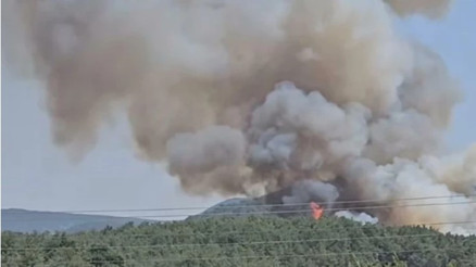 İzmir’in Menderes ilçesinde orman yangını
