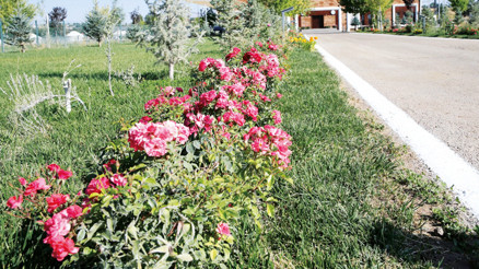 Kutlama hazırlıkları tamam... Malazgirt’e 1071’er çiçek