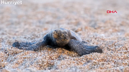 Bakan Kurum: 40 bin 285 yavru kaplumbağamızı denizle buluşturduk Bakan Kurum: 40 bin 285 yavru kaplumbağamızı denizle buluşturduk