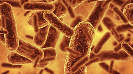 Bilim insanları bugüne kadar üretilmiş en sentetik canlıyı oluşturdu