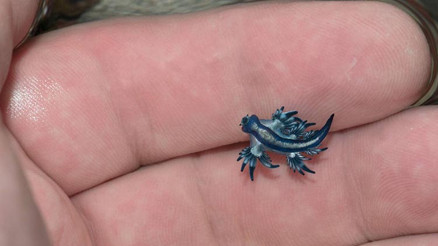 İspanya alarmda Mavi ejderha plajları kapattı