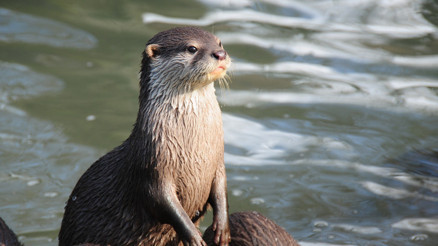 Su samurlarıyla birlikte yüzüyoruz Kıyılarda görülmesi normal mi Yüzen insanlara saldırır mı