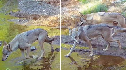 Muğlada fotokapana yansıdı Nadir görülen bir tür