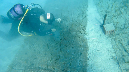 Göcek’te iki bin yaşında deniz çayırı keşfedildi