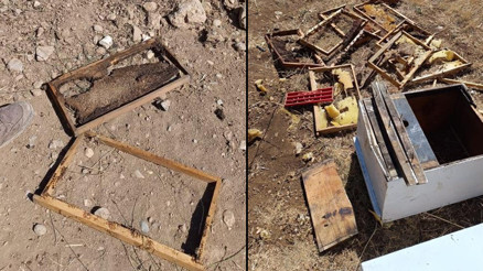 Üretici 100 bin lira zarara uğradı: Her yıl ayı saldırısına uğruyoruz